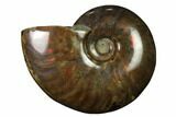 Flashy Red Iridescent Ammonite #155173-1
